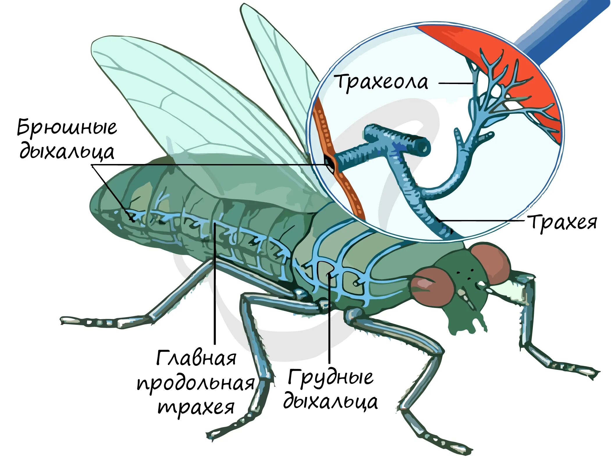 Строение дыхательной системы насекомых. Органы дыхания трахеи у насекомых. Трахейное дыхание у насекомых. Органы дыхания насекомых. Трахейное дыхание у насекомых.