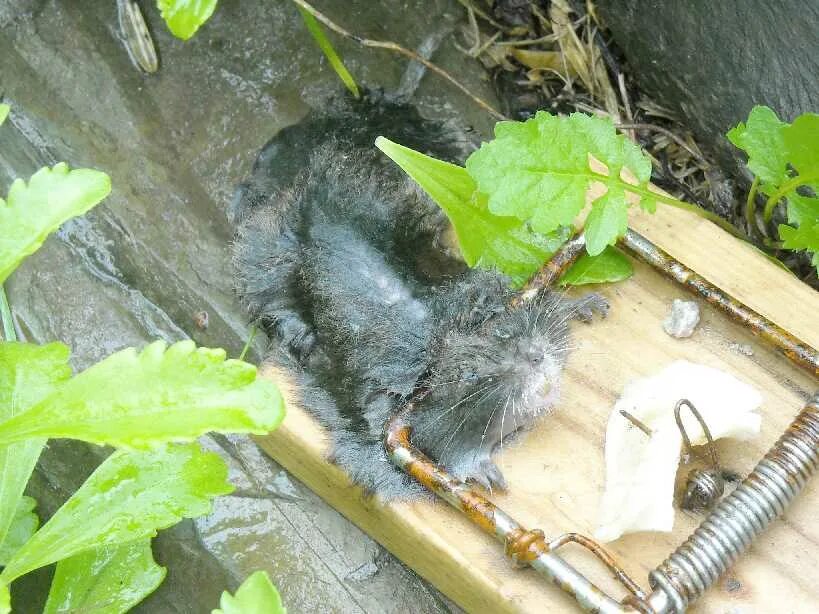 Водяная полевка Arvicola terrestris. Капкан на водяную крысу. ЛОВУШКА для водяной полевки. Земляная крыса фото и меры борьбы