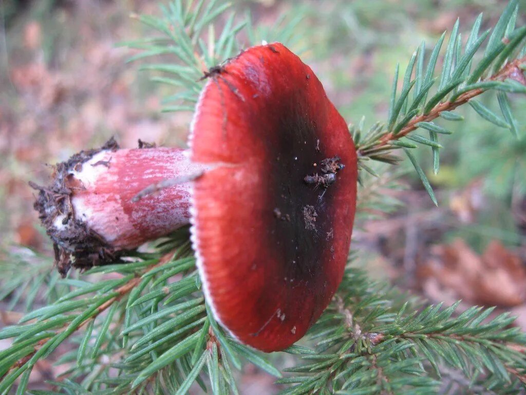 Гриб хвойная. Сыроежка кроваво-красная. Хвойные грибы. Красный гриб в еловом лесу. Красный Сосновый гриб.