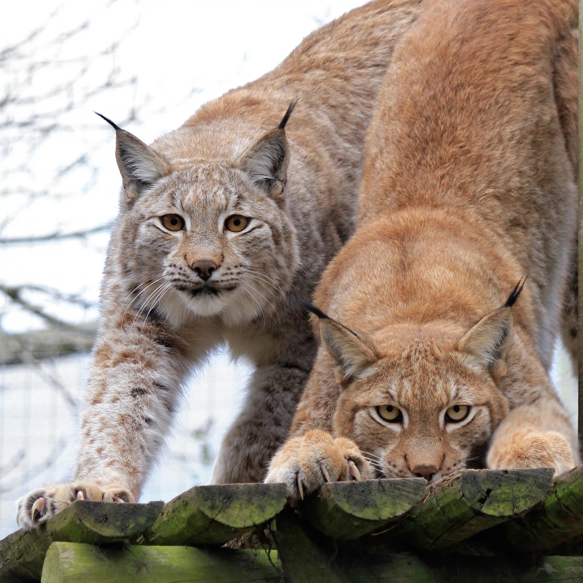 рысь кавказская сочинский национальный парк. три рыси. семейство рысей. три дикие кошки. рысь детеныши рысята.