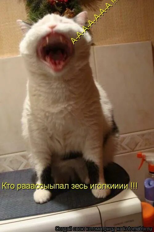 Хи хи хи ха фото. Хи хи. Я сказал хи хи. Хи хи хи. Мем хи хи хи ха.