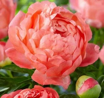 Сорта коралловых пионов