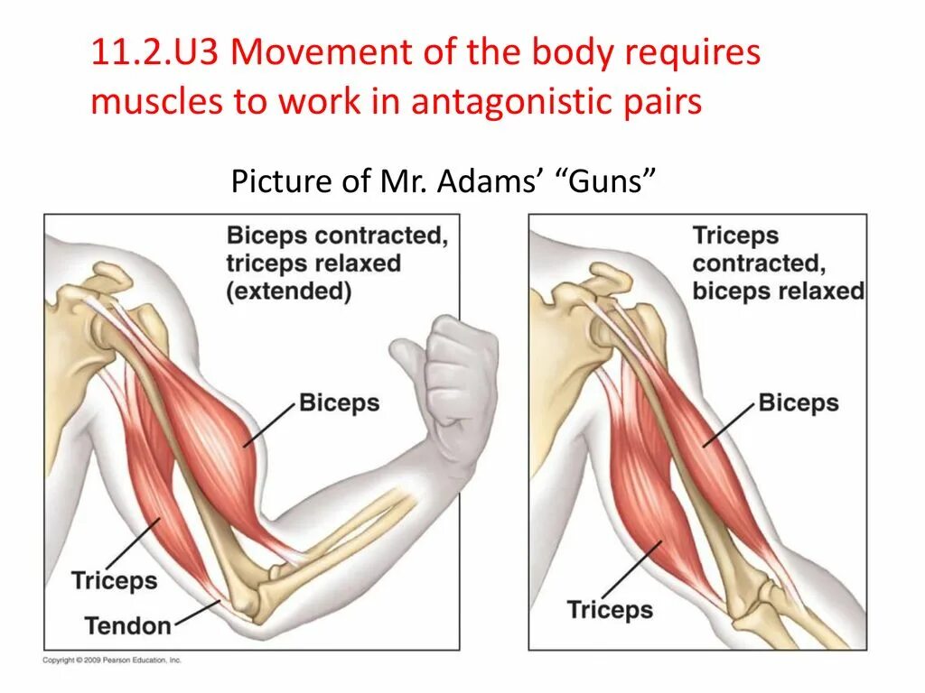 Грудь бицепс спина трицепс. Техника упражнения "отжимания на брусьях". Бицепс и трицепс какие мышцы. Строение человека мышцы анатомия мужчины. Мышцы рук бицепс трицепс.