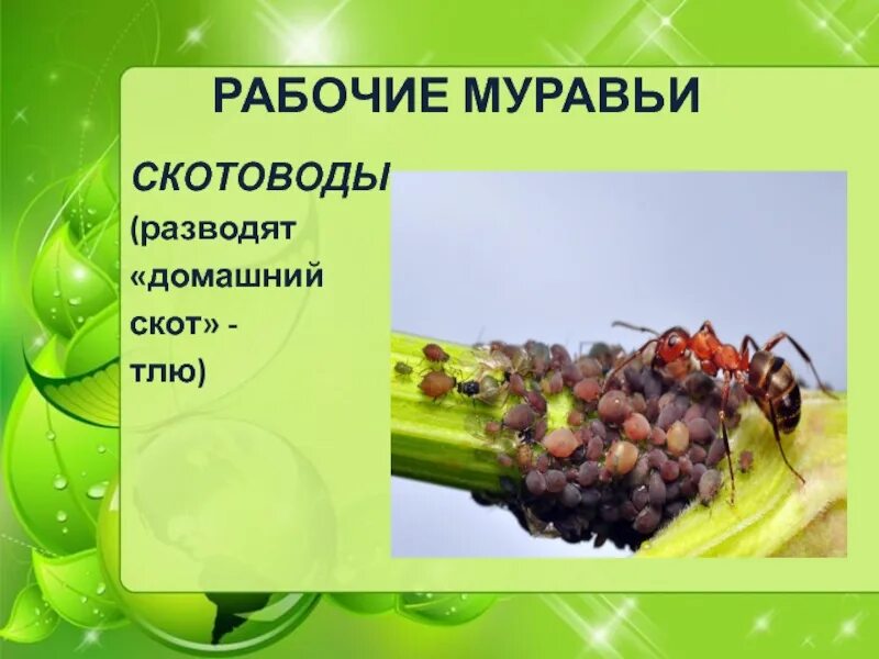 Как разбавить муравьиную