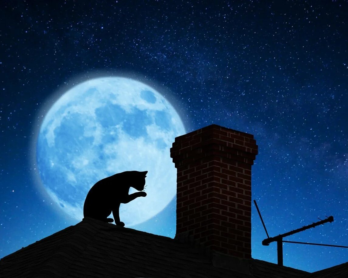 Луна над крышей дома. Кот на крыше. Коты на крыше ночью. Черная кошка на крыше. Луна на крыше.