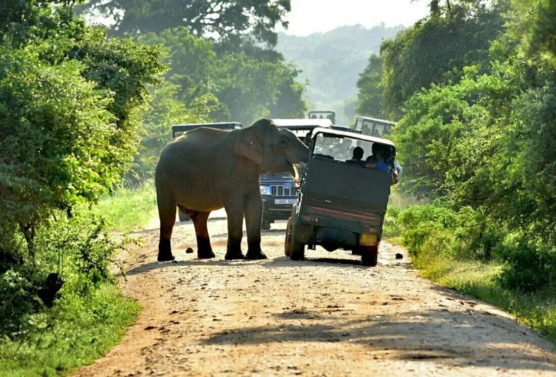 Шри ланка дорого. Сафари парк Яла Шри Ланка. Национальный парк Яла Шри Ланка. Яла парк в Шри Ланке. Заповедник Яла Шри Ланка.