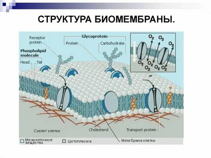 Липиды формируют бислой в мембране клетки