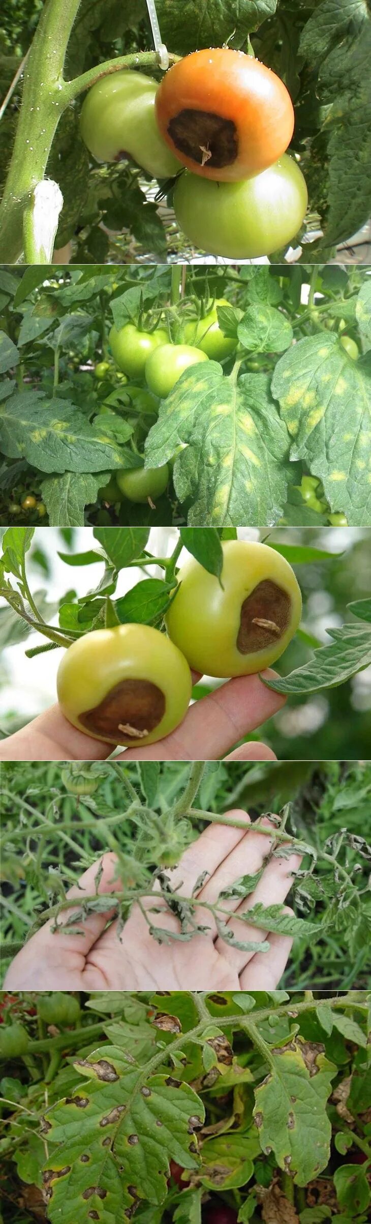 Растителнозащитни грижи през юни при зеленчукови култури