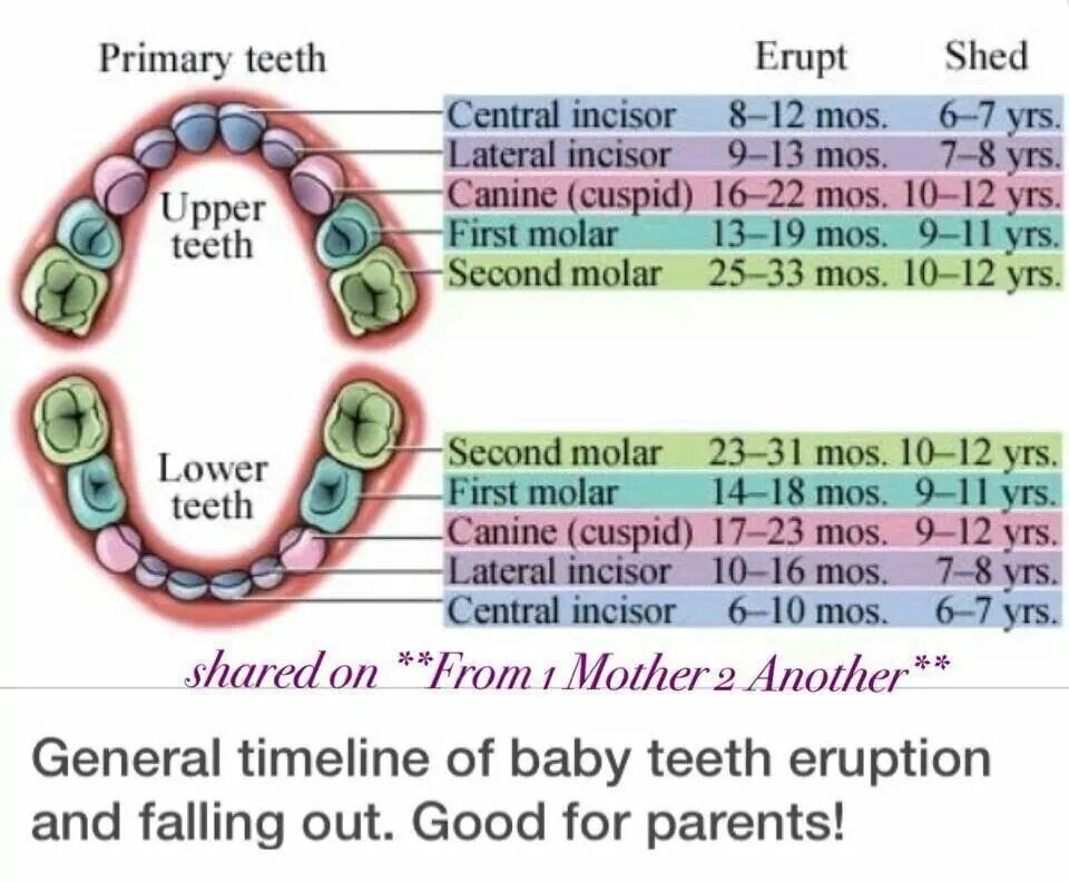 Сроки прорезывания зубов. Формула молочных зубов (dentes decidui):. Molars какие зубы. Коренные зубы у детей симптомы