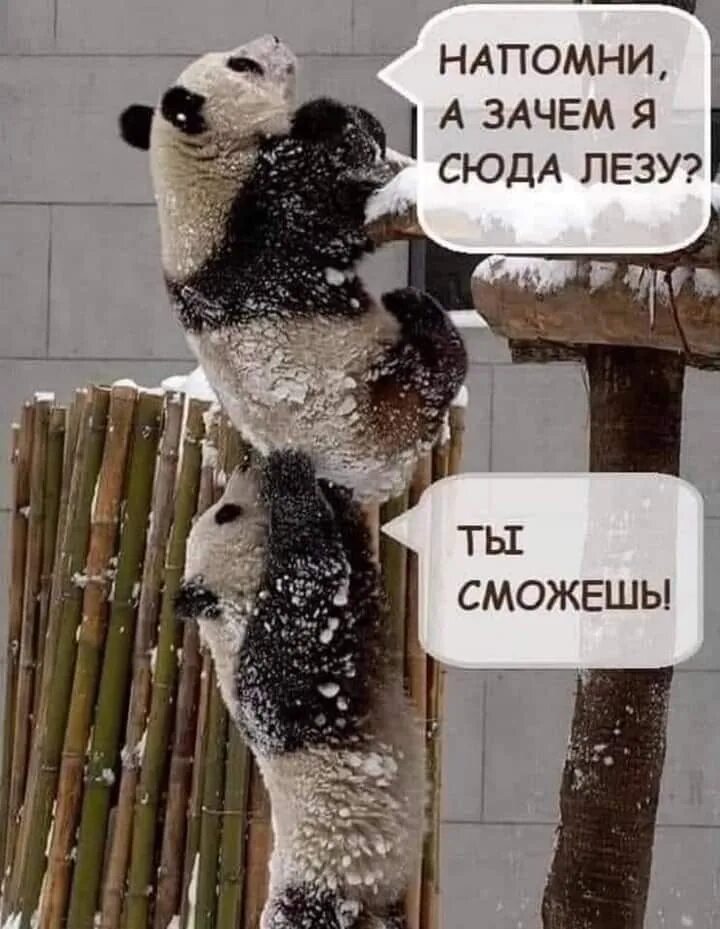 Зачем полез. Напомни мне зачем я сюда лезу панда. напомни зачем я сюда лезу панда картинка. ты сможешь панды напомни а зачем. мэм 2 панды ты сможешь.