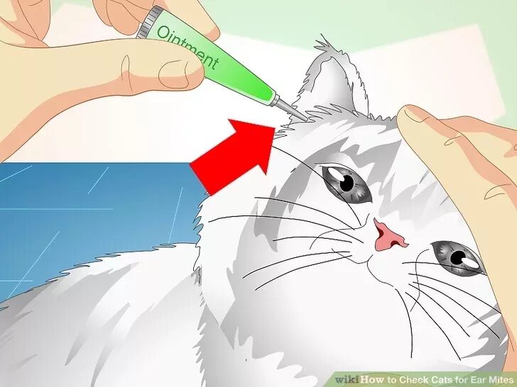 Как капать капли котенку. Как закапывать коту уши. закапывание капель в уши коту. как закапать капли в уши коту.