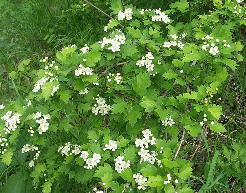 Кустарник похож. Боярышник волжский. боярышник кроваво-красный низкорослый. куст с резными листьями. кустарники т с пезными листьями.