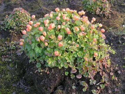 Куст морошки