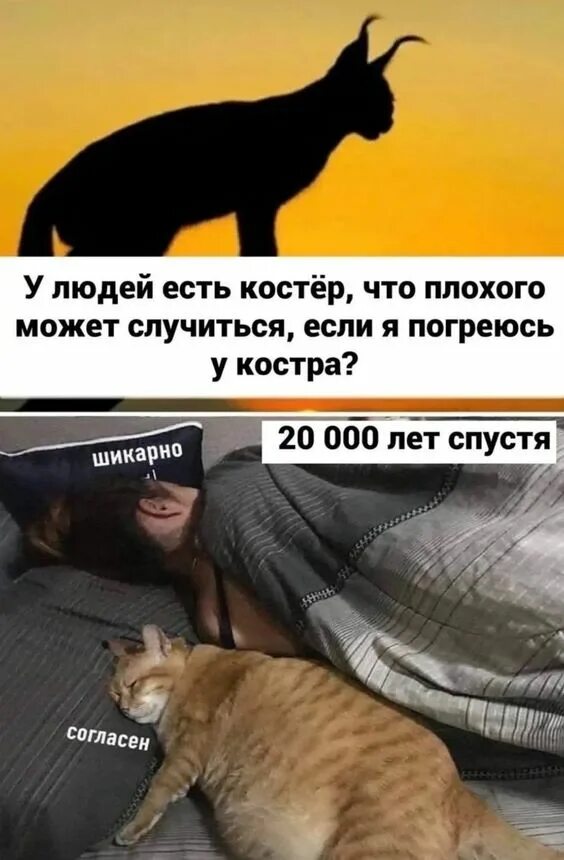 смочь плохо. может исправить. мем волк что может случиться. мем кот погреюсь у костра. аллергия на алкоголь прикол.