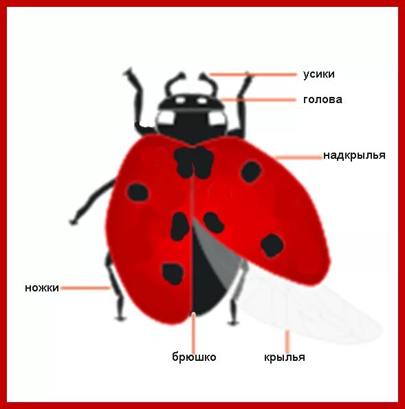 Внешнее строение Божьей коровки схема. Строение Божьей коровки для детей. Внешнее строение Божьей коровки. Внешние строение насекомых Божья коровка.