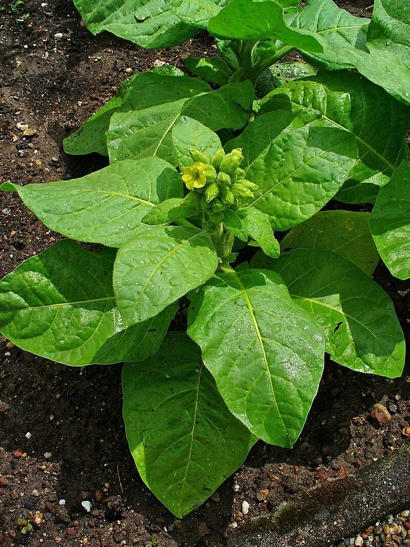 Табак (Nicotiana Rustica). Махорка Мапачо. Табак махорка растение. Махорка самосад.