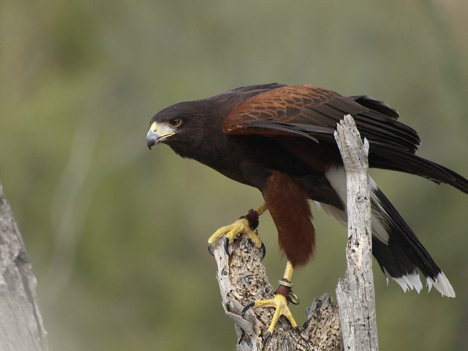 Лунь канюк тетеревятник. Канюк Харриса. Harris Hawk. Ястреб Харриса. Ястребообразные