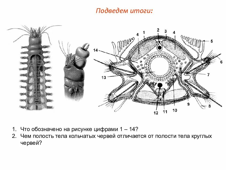 Кольцевые черви полость тела. Полость тела кольчатых червей. Тип кольчатые черви Annelida. Полость тела кольчатых и круглых червей. Кольчатые черви полость тела.