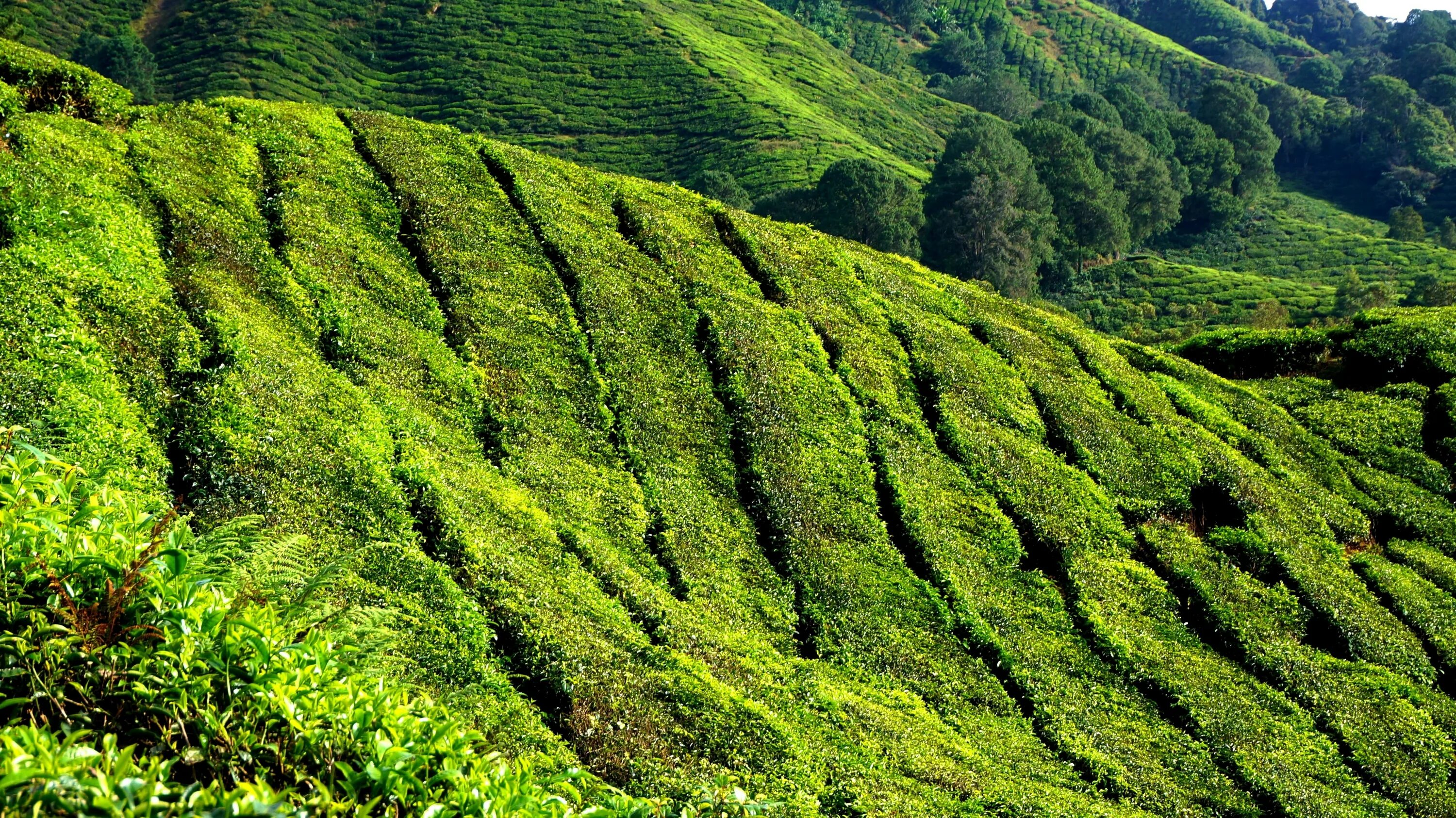 Виды плантаций. Дарджилинг чайные плантации. Индия Дарджилинг чайные плантации. Шри Ланка чайные плантации. Чайная плантация Куала Лумпур.