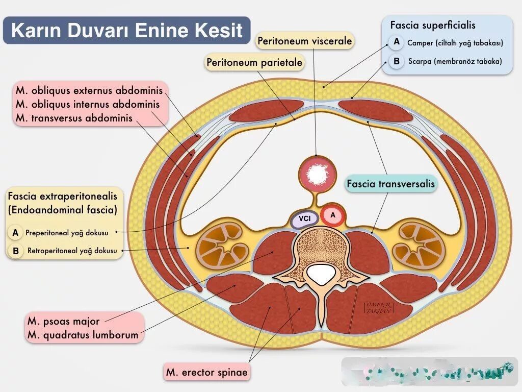 Фасция латынь. Фасция endoabdominalis. внутрибрюшная фасция. внутрипрюшинная фасция. внурибрьшиннач фасция.