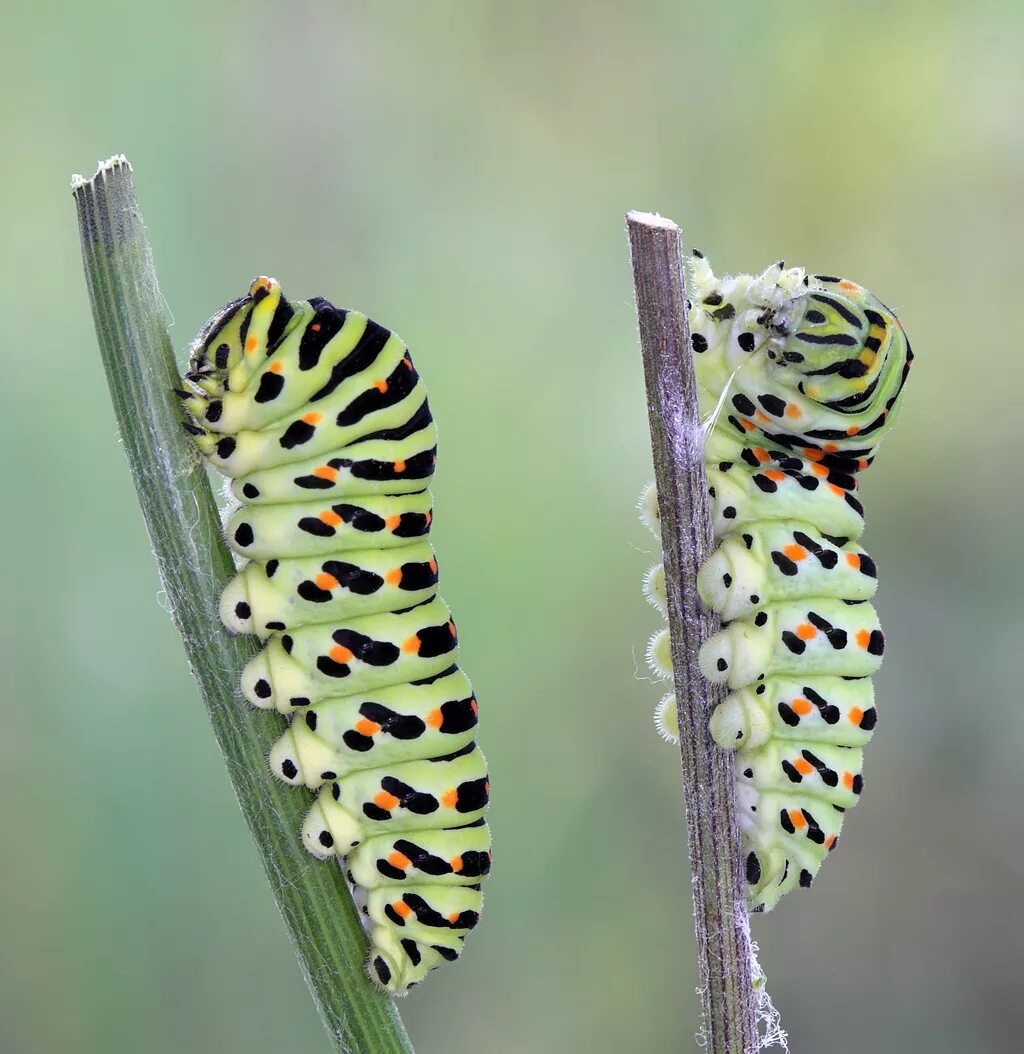 Гусеница Махаона (Papilio Machaon). Papilio Machaon гусеница. Куколка бабочки Махаон. Гусеница бабочки Махаон.