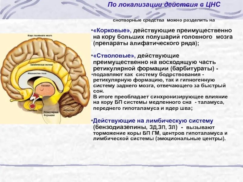 Локализация цнс. Виды нефронов по локализации. Нервная система человека состоит из спинной мозг, головной. Локализация цнс. Психостимуляторы фармакология кратко.