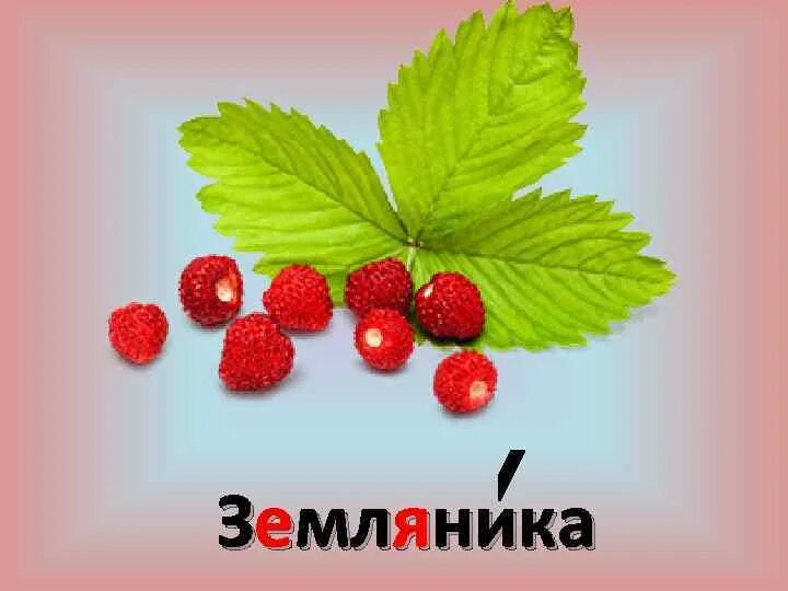 Земляника словарное слово. Словарное слово земляника в картинках. земляника словарь. в землянке слова.
