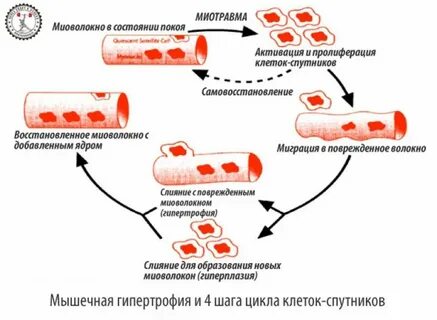 Мышечные клетки не могут синтезировать белки самостоятельно