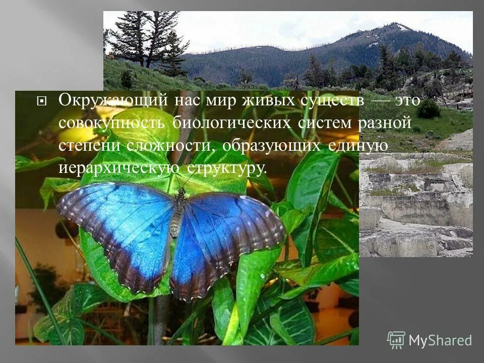 животные африки. подводный пейзаж. палеозойская эра ордовикский период. биоразнообразие животных. живые организмы.