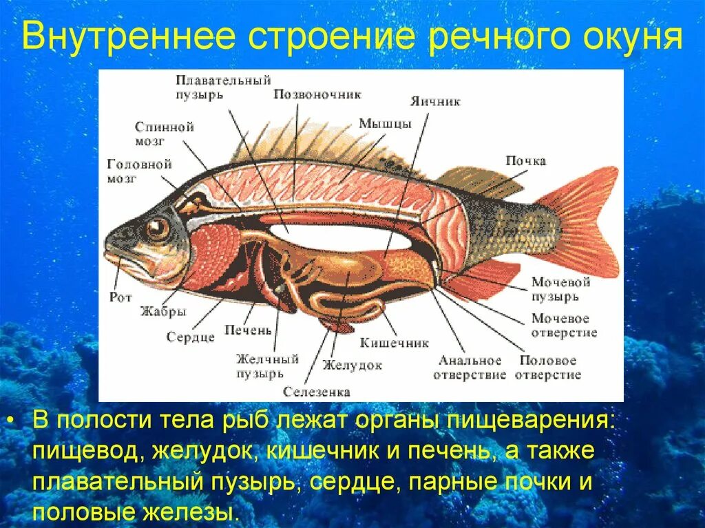 Внутреннее строение окуня окуня. Внутреннее строение окуня 7 класс. Внешнее строение речного окуня. Внутреннее строение речного окуня скелет. Жизнедеятельность рыб 7 класс