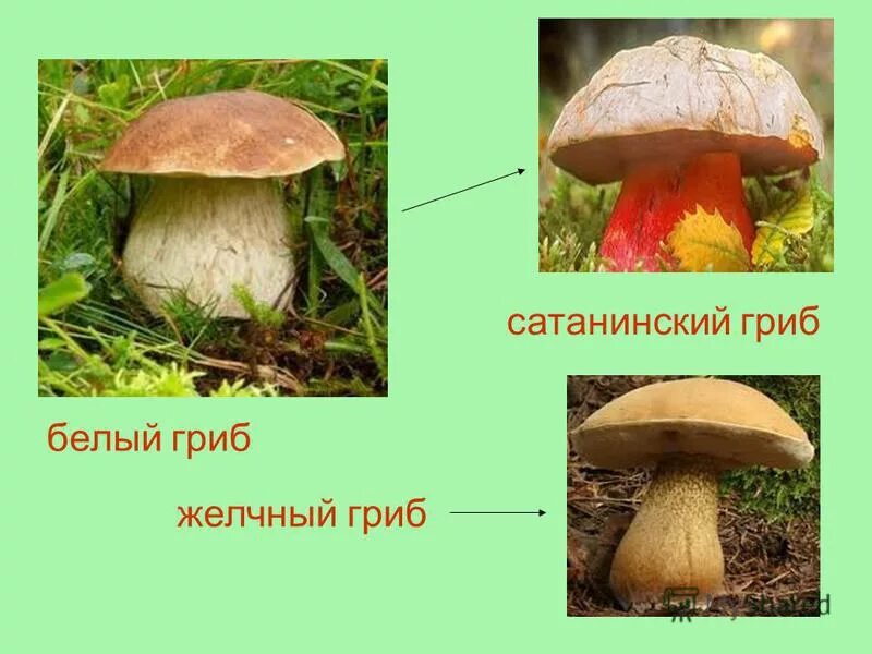 Двойник белого гриба. Двойник белого гриба
