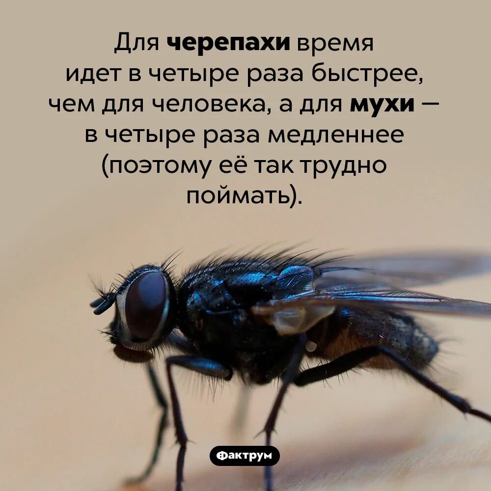 Как понимать муху. Муха. Интересные факты о мухах. Интересные факты про муху.