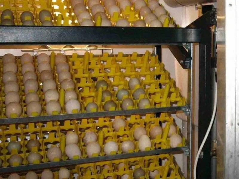 Инкубатор Птицевод. Технология инкубации яиц сельскохозяйственной птицы. Инкубатор Жужа. Инкубация страусиных яиц влажность.