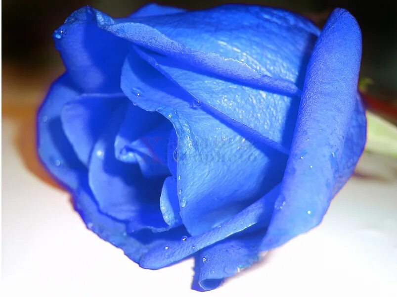 Будет китайско синий. Синие розы семена. Семена голубой розы. Голубые розы из бумаги.