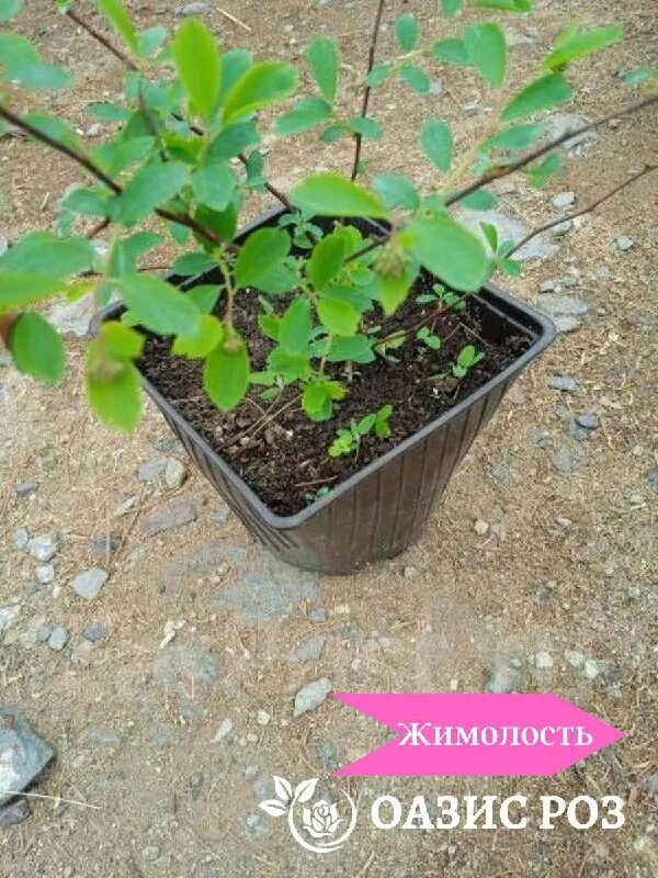 московский оазис питомник. московский оазис питомник. московский оазис питомник. московский оазис питомник. московский оазис питомник.