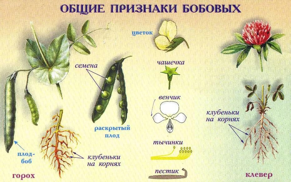 Класс двудольные семейство бобовые. Семейство покрытосеменных растений бобовые. Семейство Мотыльковые бобовые плод. Класс двудольные семейство бобовые плоды. Горох биология 6 класс