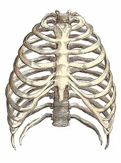 Rib cage