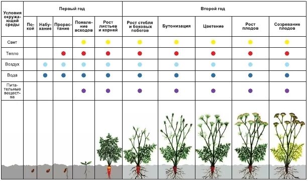 В какие дни можно посадить. Период вегетации растений таблица. Фазы однолетних растений. Фенологические фазы растений таблица. Стадии вегетации растений.