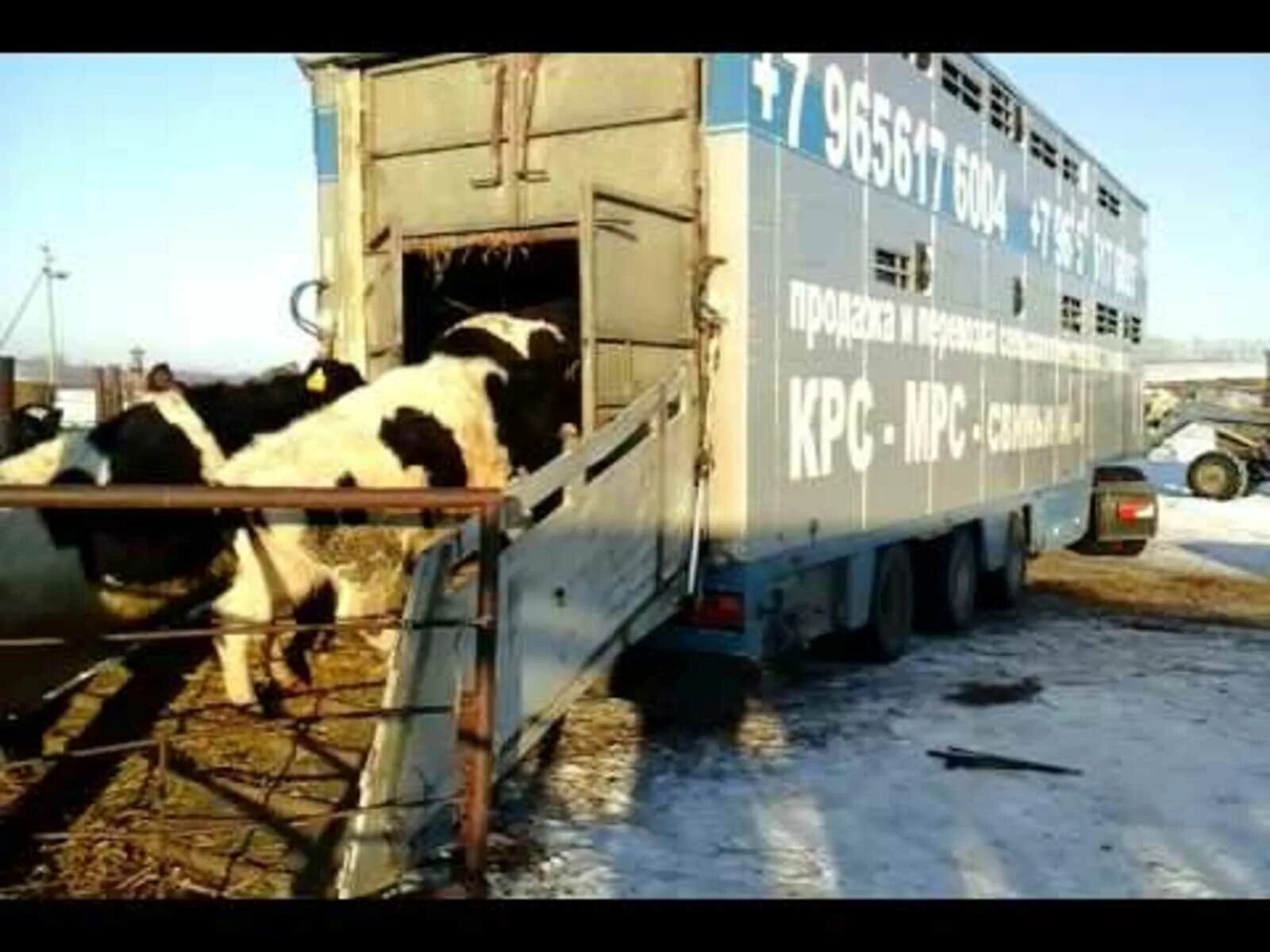 Выгрузка животных