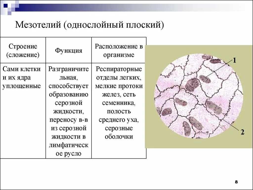 Мезотелий развивается из. Плоский эпителий мезотелий. Однослойный плоский эпителий (мезотелий) сальника кролика рисунок. Мезотелий сальника кролика гистология. Однослойный плоский эпителий мезотелий сальника кролика.