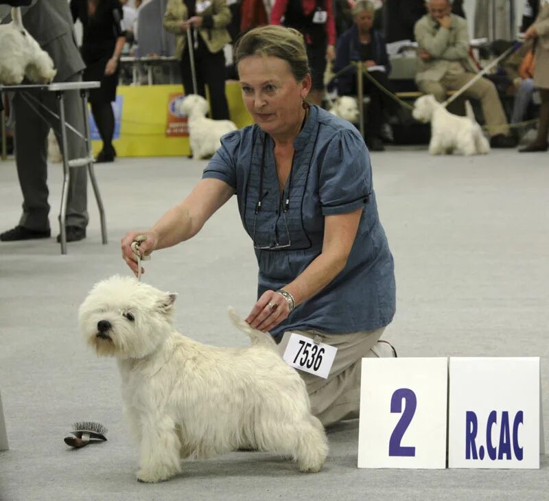 уэст хайленд уайт терьер. вест хайленд терьер. вест хайленд терьер. вестхайлэнд вайт терьер. вайт питомник.