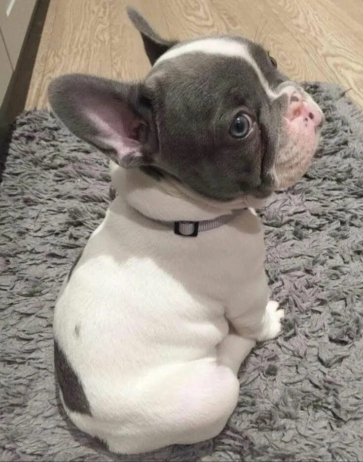 Pin by Shaune Vucina on Frenchies Bulldog, French bulldog, Dog beach