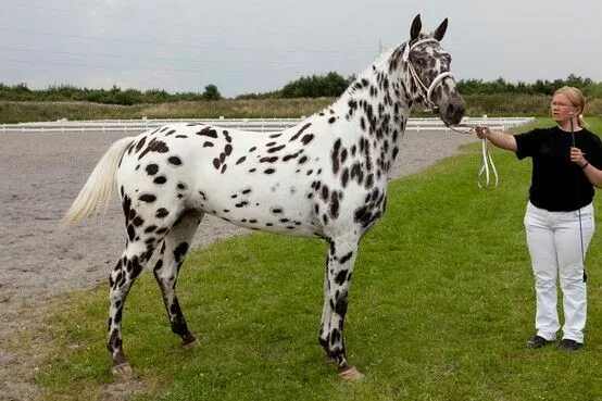 Leopard Appaloosas Leopard appaloosa, Rare horses, Appaloosa horses
