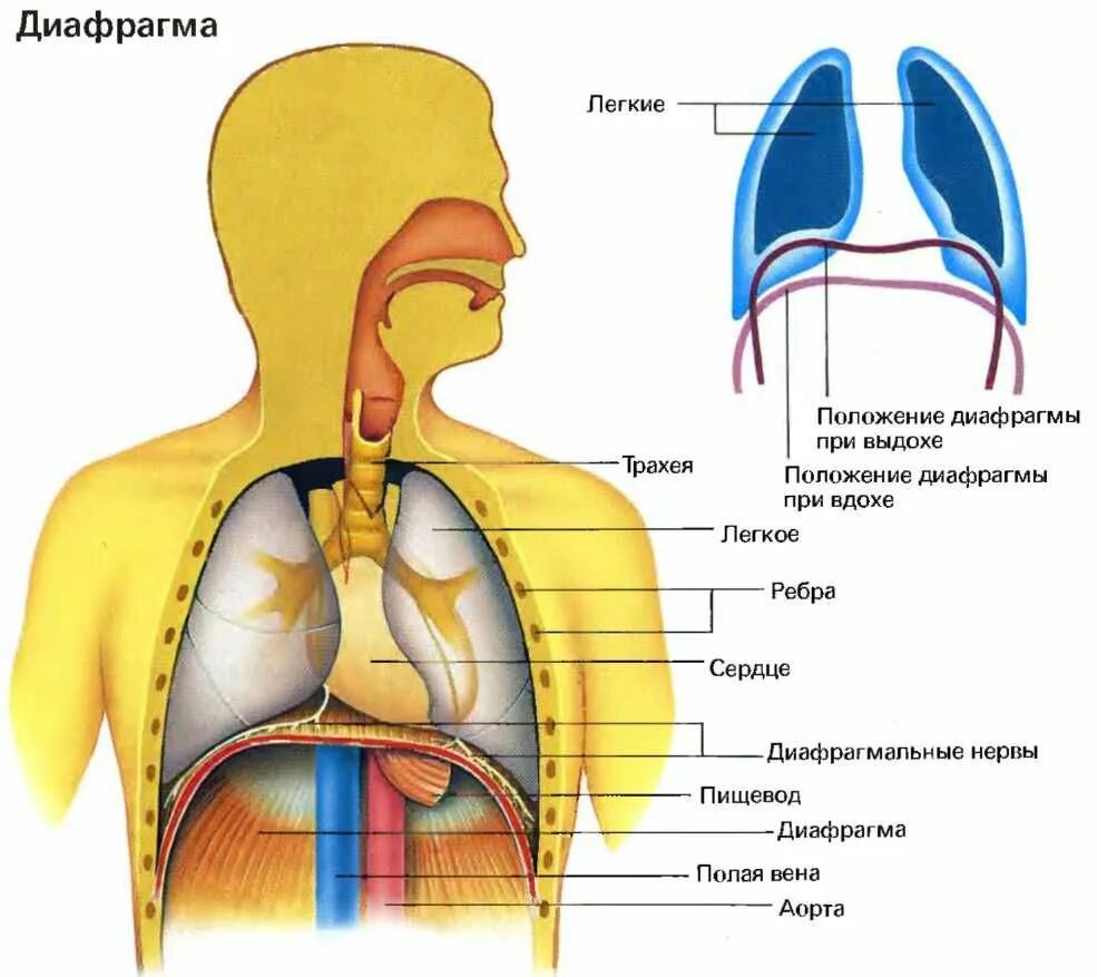 Диафрагма какая система органов. Дыхательная диафрагма анатомия. диафрагма легких. диафрагма и легкие человека. расположение диафрагмы у человека.