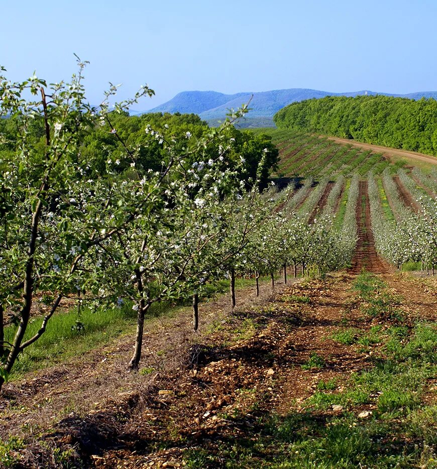 абинск сквер. стадион виктория абинск. фонтаны. шизе гора в краснодарском крае. погода в абинском районе краснодарский край.