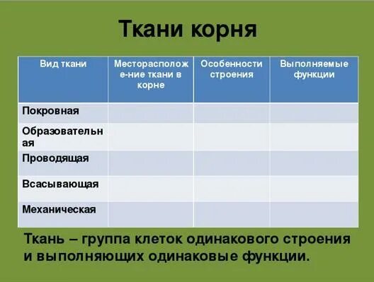 Из какой ткани состоит корень. Ткани корня таблица 6 класс биология. Ткани корня. Функции тканей корня. Ткани корня растения.