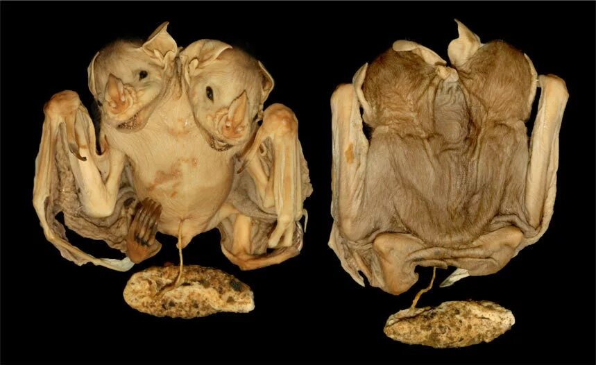 Мутированные животные чернобыля. Сиамские близнецы животные. Двухголовый. Двухголовые ящерицы. Сиамские близнецы черепахи.