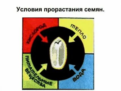 Семенам для прорастания необходим свет