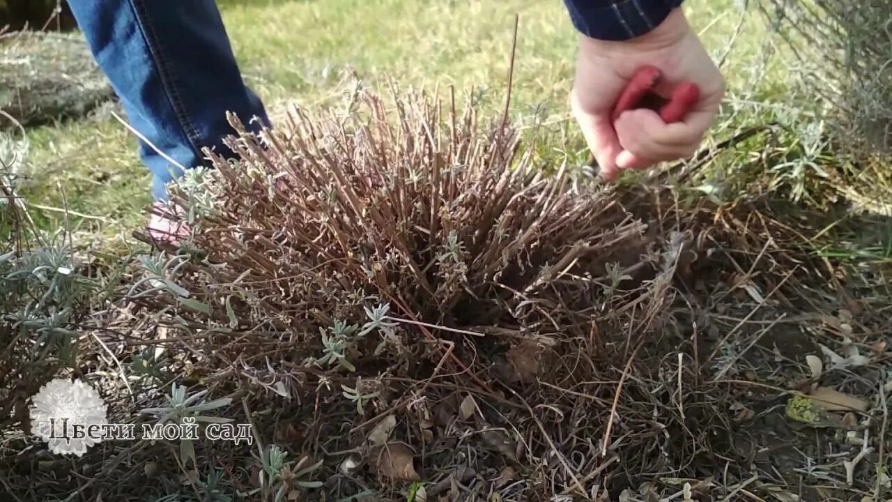 Лаванда уход весной после зимы в открытом. Куст Лаванда Старая. Подстриженные кусты лаванды. Обрезаем лаванду. Стрижка кустарников весной.