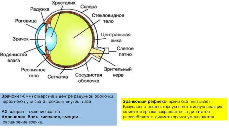 Отверстие через которое внутрь глаза проникает свет. Отверстие в центре радужной оболочки. Роговица и радужка одно и тоже. Зрачок строение и функции. Регулирует поступление внутрь глаза лучей света.